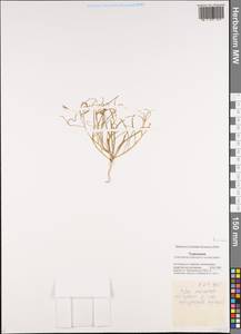 Brassicaceae, Средняя Азия и Казахстан, Каракумы (M6) (Туркмения)