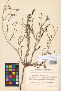 Cynanchica graveolens (M.Bieb. ex Schult. & Schult.f.) P.Caputo & Del Guacchio, Восточная Европа, Южно-Украинский район (E12) (Украина)