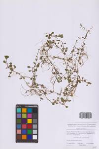 Дербенник портулаковый (L.) D.A.Webb, Восточная Европа, Московская область и Москва (E4a) (Россия)