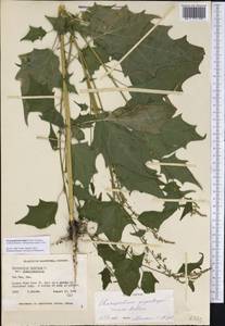 Chenopodium simplex, Америка (AMER) (Канада)