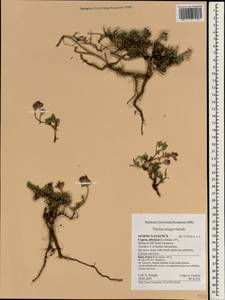 Thymus integer Griseb., Зарубежная Азия (ASIA) (Кипр)