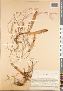 Thrixspermum centipeda Lour., Зарубежная Азия (ASIA) (Вьетнам)