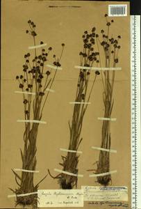 Ожика Чьельмана Miyabe & Kudô, Сибирь, Чукотка и Камчатка (S7) (Россия)