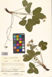 Земляника зеленая, Полуница Duchesne, Восточная Европа, Нижневолжский район (E9) (Россия)