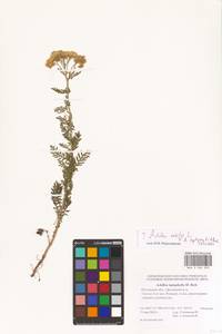 Achillea nobilis × leptophylla, Восточная Европа, Ростовская область (E12a) (Россия)