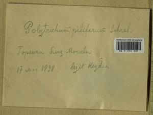 Polytrichum piliferum Hedw., Гербарий мохообразных, Мхи - Москва и Московская область (B6a) (Россия)