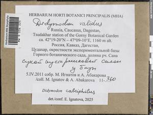 Didymodon calciphilus Ignatova & Ignatov, Гербарий мохообразных, Мхи - Северный Кавказ и Предкавказье (B12) (Россия)