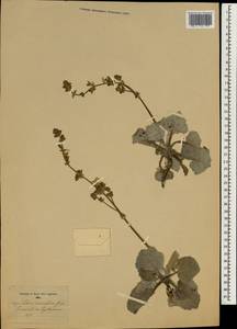 Salvia candidissima subsp. candidissima, Зарубежная Азия (ASIA) (Кипр)