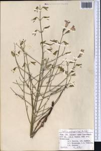 Salvia margaritae Botsch., Средняя Азия и Казахстан, Памир и Памиро-Алай (M2) (Таджикистан)