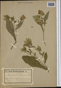 Campanula hofmannii (Pantan.) Greuter & Burdet, Западная Европа (EUR) (Чехия)