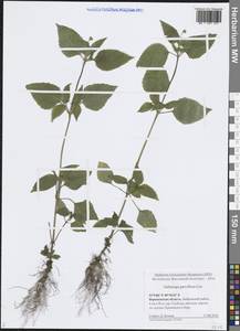 Галинзога мелкоцветковая Cav., Восточная Европа, Центральный лесостепной район (E6) (Россия)