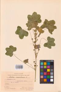 Malva sylvestris var. mauritiana (L.) Boiss., Восточная Европа, Молдавия (E13a) (Молдавия)