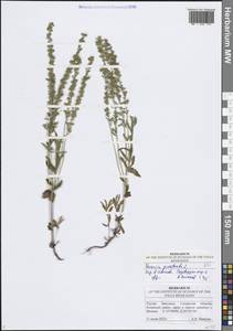 Вероника простертая L., Восточная Европа, Средневолжский район (E8) (Россия)