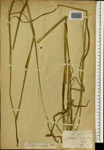 Anthephora cristata (Döll) Hack. ex De Wild. & T.Durand, Африка (AFR) (Габон)