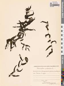 Рдест пронзеннолистный, Рдест стеблеобъемлющий L., Сибирь, Чукотка и Камчатка (S7) (Россия)