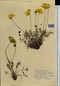 Oreomecon pulvinata subsp. pulvinata, Сибирь, Якутия (S5) (Россия)