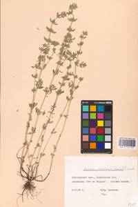 MHA 0 156 536, Пахучка полевая, Щебрушка полевая (L.) Kuntze, Восточная Европа, Центральный лесостепной район (E6) (Россия)