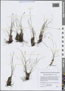 Carex myosuroides Vill., Сибирь, Дальний Восток (S6) (Россия)