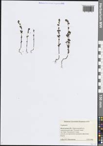 Очанка, Восточная Европа, Северный район (E1) (Россия)