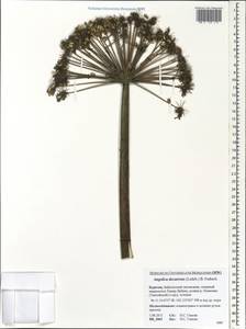 Дудник низбегающий, Дягиль низбегающий (Ledeb.) B.Fedtsch., Сибирь, Прибайкалье и Забайкалье (S4) (Россия)