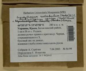 Hygroamblystegium varium (Hedw.) Mönk., Гербарий мохообразных, Мхи - Крым (B3a) (Россия)