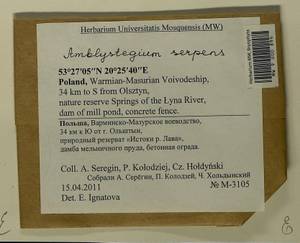 Amblystegium serpens (Hedw.) Schimp., Гербарий мохообразных, Мхи - Западная Европа (BEu) (Польша)
