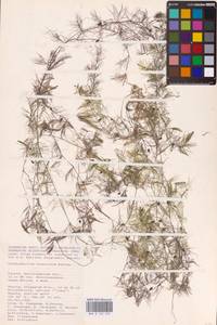 Ceratophyllum muricatum subsp. muricatum, Восточная Европа, Нижневолжский район (E9) (Россия)
