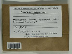 Ceratodon purpureus (Hedw.) Brid., Гербарий мохообразных, Мхи - Башкортостан, Челябинская и Оренбургская области (B14) (Россия)