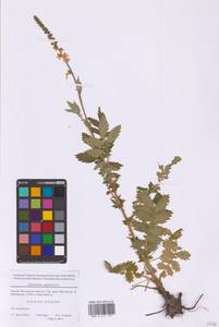 Репешок обыкновенный L., Восточная Европа, Московская область и Москва (E4a) (Россия)