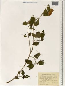 Solanum somalense Franch., Африка (AFR) (Эфиопия)