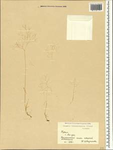 Colpodium biebersteinianum (Claus) Röser & Tkach, Крым (KRYM) (Россия)