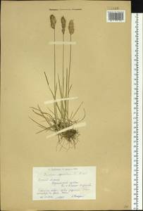 Koeleria spicata (L.) Barberá, Quintanar, Soreng & P.M.Peterson, Сибирь, Западный (Казахстанский) Алтай (S2a) (Казахстан)