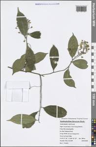 Xanthophyllum flavescens Roxb., Зарубежная Азия (ASIA) (Вьетнам)