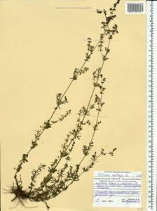 Подмаренник мягкий L., Восточная Европа, Северный район (E1) (Россия)