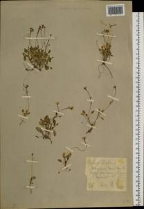 Сердечник маргаритколистный L., Сибирь, Чукотка и Камчатка (S7) (Россия)