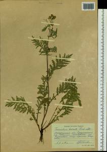 Tanacetum vulgare subsp. vulgare, Сибирь, Чукотка и Камчатка (S7) (Россия)