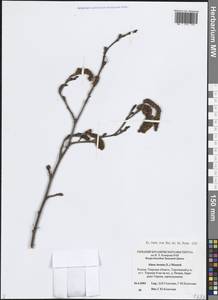 Ольха серая (L.) Moench, Восточная Европа, Северо-Западный район (E2) (Россия)