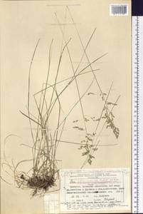 Poa pratensis subsp. pratensis, Сибирь, Чукотка и Камчатка (S7) (Россия)