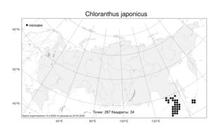 Chloranthus japonicus, Хлорант японский Siebold, Атлас флоры России (FLORUS) (Россия)