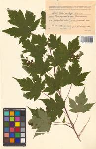 Клен Чоноски Maxim., Сибирь, Дальний Восток (S6) (Россия)