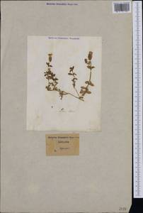 Silene uniflora subsp. thorei (Dufour) Jalas, Западная Европа (EUR) (Италия)