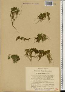 Сальвиния плавающая (L.) All., Кавказ, Азербайджан (K6) (Азербайджан)