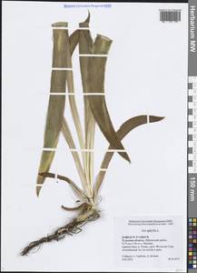 Ирис безлистный L., Восточная Европа, Центральный район (E4) (Россия)