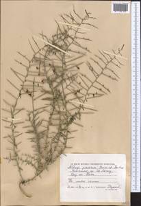 Alhagi pseudalhagi subsp. persarum (Boiss. & Buhse) Takht., Средняя Азия и Казахстан, Прикаспийский Устюрт и Северное Приаралье (M8) (Казахстан)