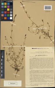 Лепторабдос мелкоцветковый (Benth.) Benth., Средняя Азия и Казахстан, Каракумы (M6) (Туркмения)