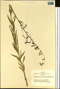 Бубенчик Ламарка Fisch., Сибирь, Алтай и Саяны (S2) (Россия)