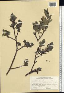 Ива сизая L., Сибирь, Алтай и Саяны (S2) (Россия)