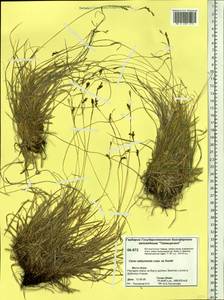 Осока сабинская (Less. ex Kunth) Kük., Сибирь, Центральная Сибирь (S3) (Россия)