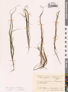 Штукения нитевидная, Рдест нитевидный (Pers.) Börner, Сибирь, Чукотка и Камчатка (S7) (Россия)