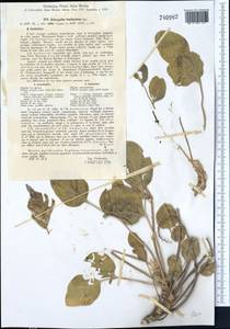 Astragalus bucharicus E.Regel, Trudy Imp. S.-Petersburgsk. Bot. Sada 9: 605 (1886), Средняя Азия и Казахстан, Памир и Памиро-Алай (M2) (Узбекистан)